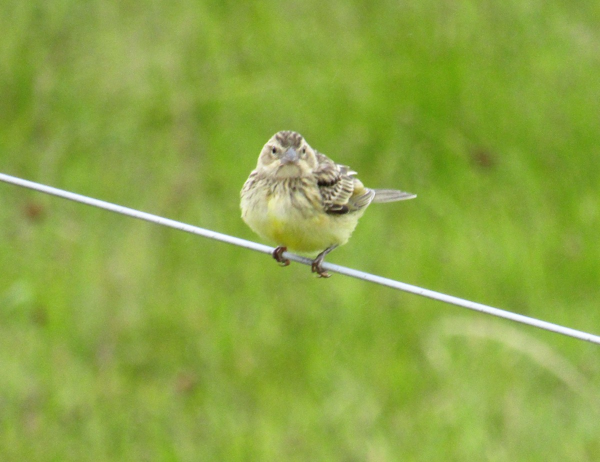 Grassland Yellow-Finch - ML140796481