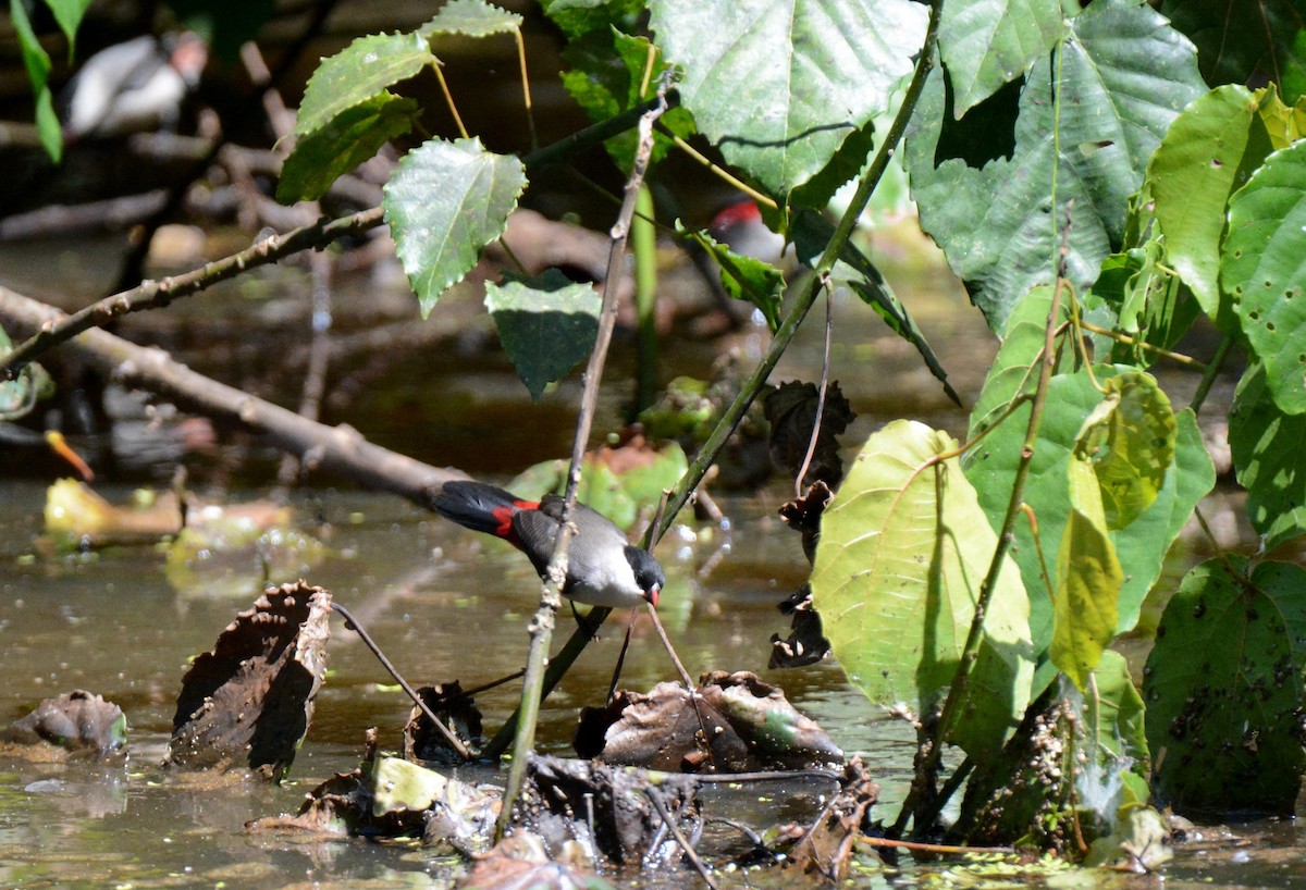 Black-crowned Waxbill - ML140796621