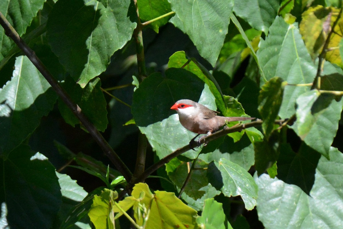 Estrilda mokogorria - ML140796641