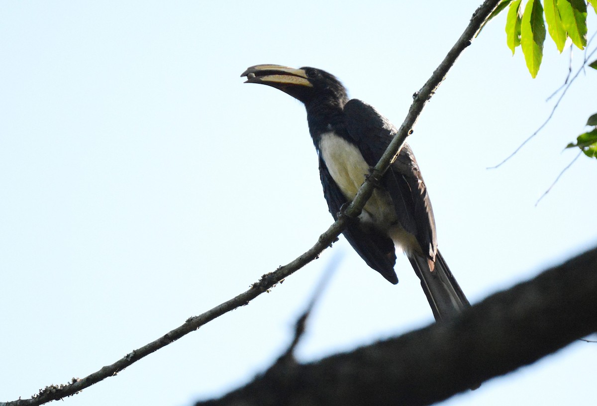 Congo Pied Hornbill - Kyle Kittelberger