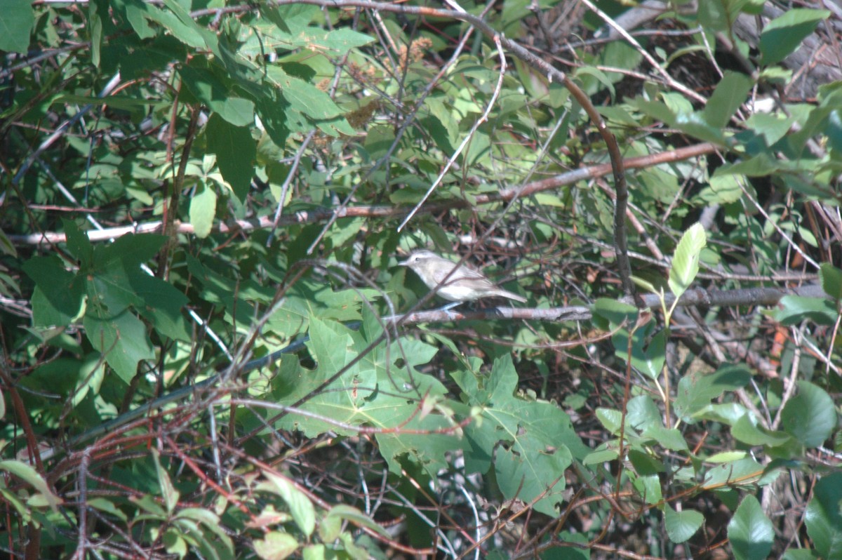 Warbling Vireo - ML140797091