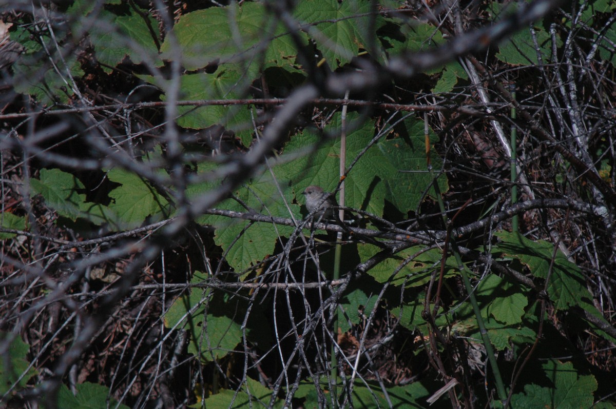 Bushtit - ML140797131