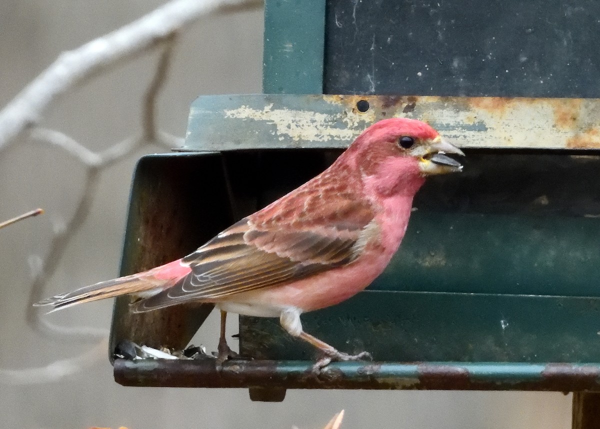 Purple Finch - ML140797251