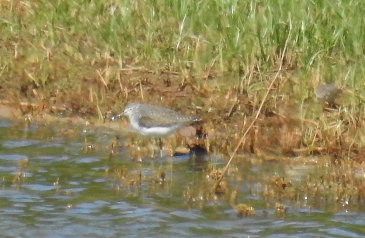 Шугуйн хөгчүү - ML140798181