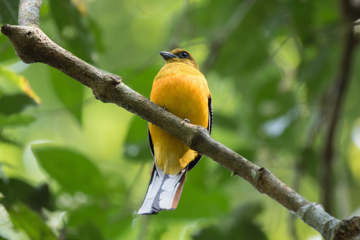 Trogon à poitrine jaune - ML140798661