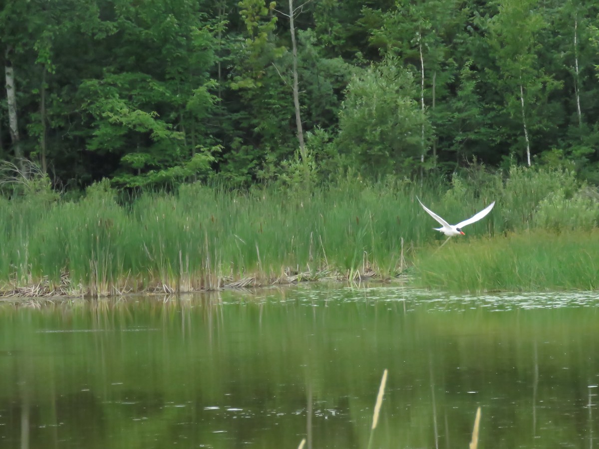 Caspian Tern - Michele Blanchard