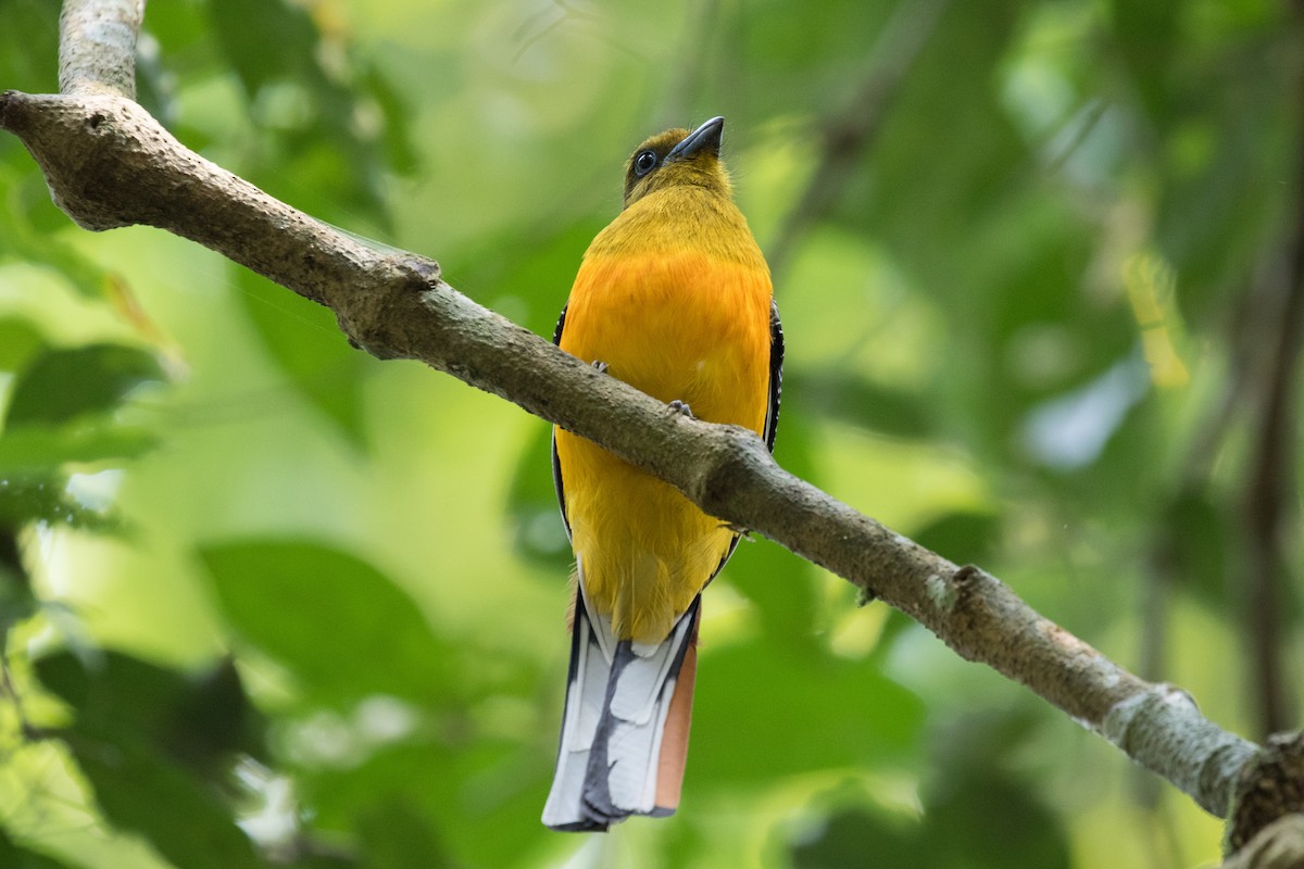 Trogon à poitrine jaune - ML140798701