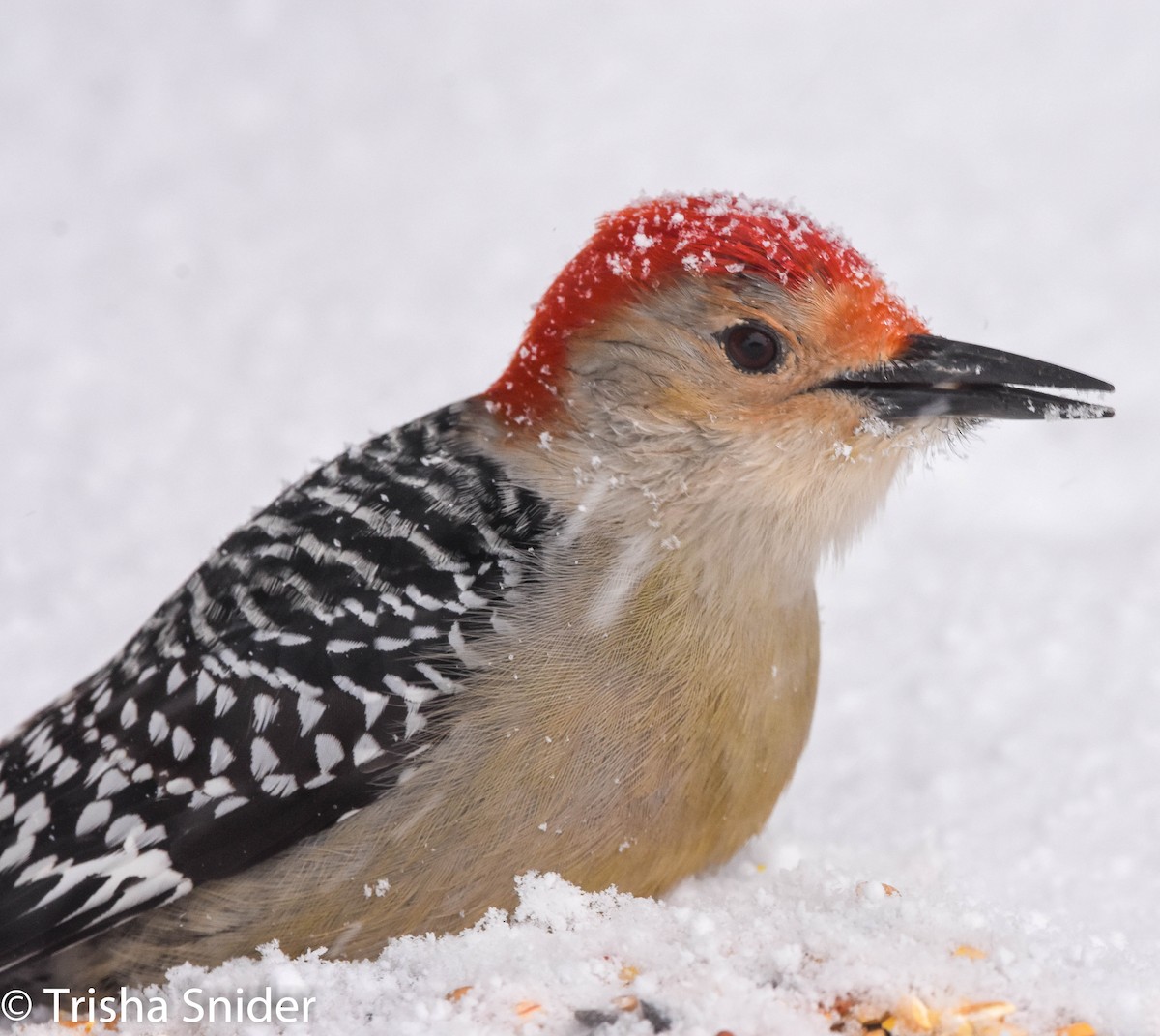 Red-bellied Woodpecker - Trish Snider