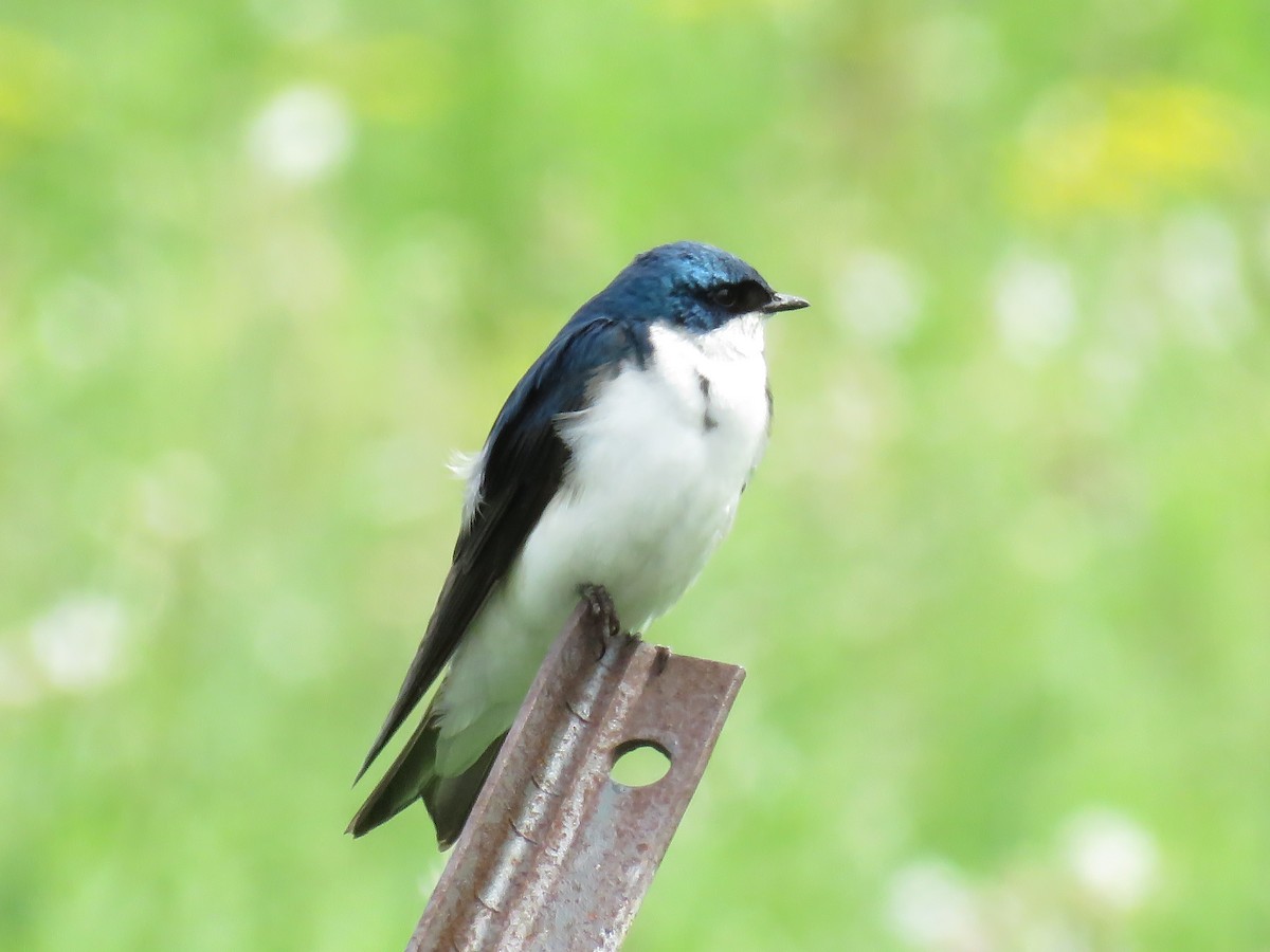 Tree Swallow - Michele Blanchard