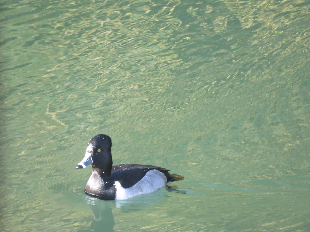 Ring-necked Duck - ML140804121