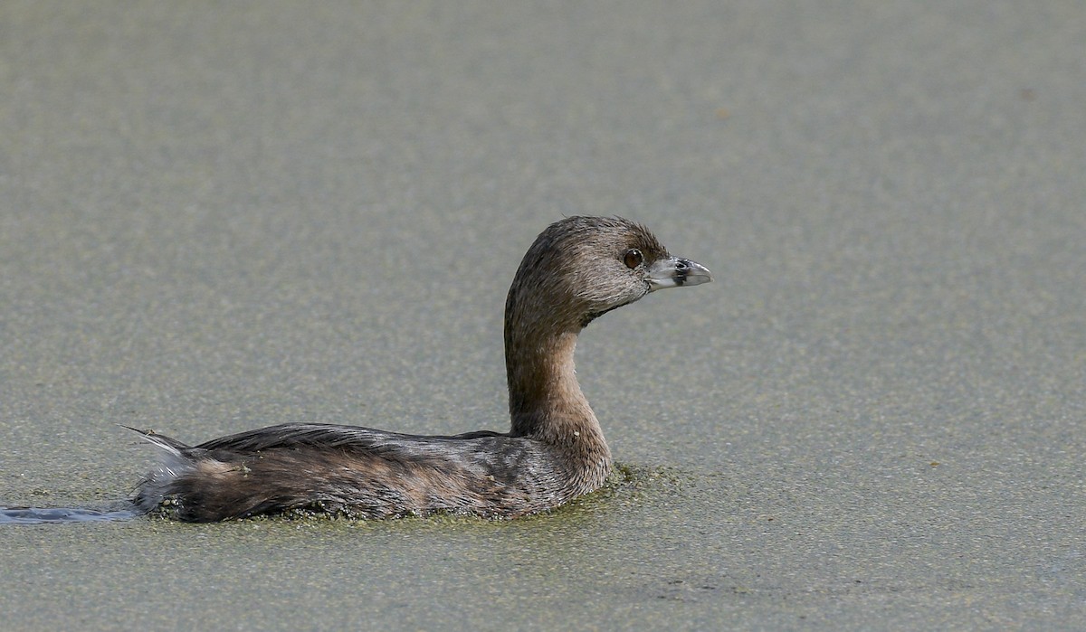 Pied-billed Grebe - Marc Regnier