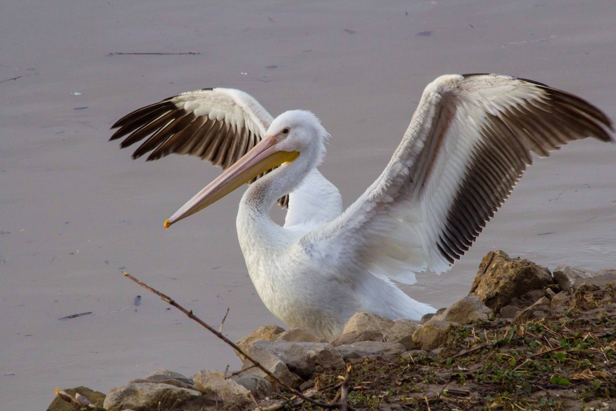 American White Pelican - ML140804531