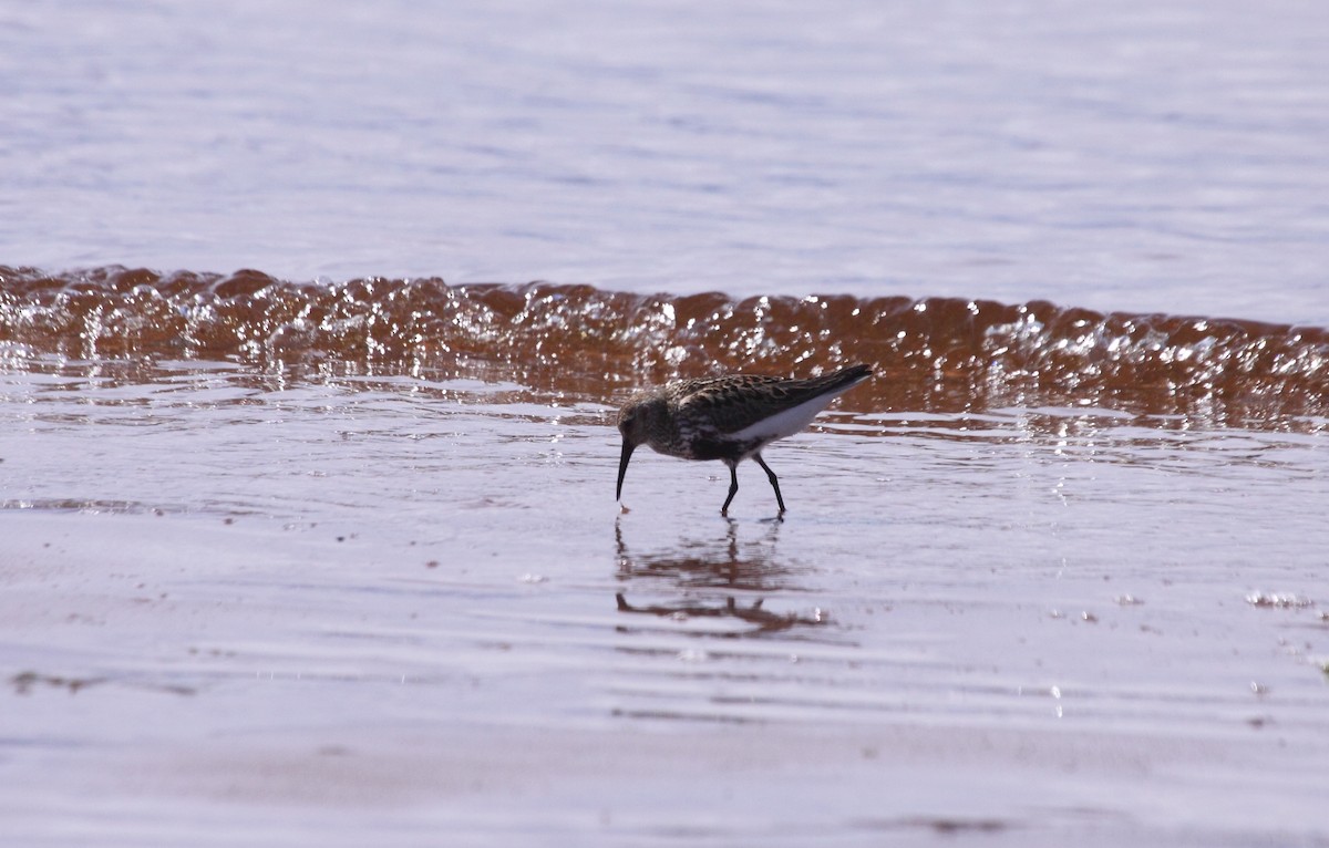 Dunlin - ML140804551