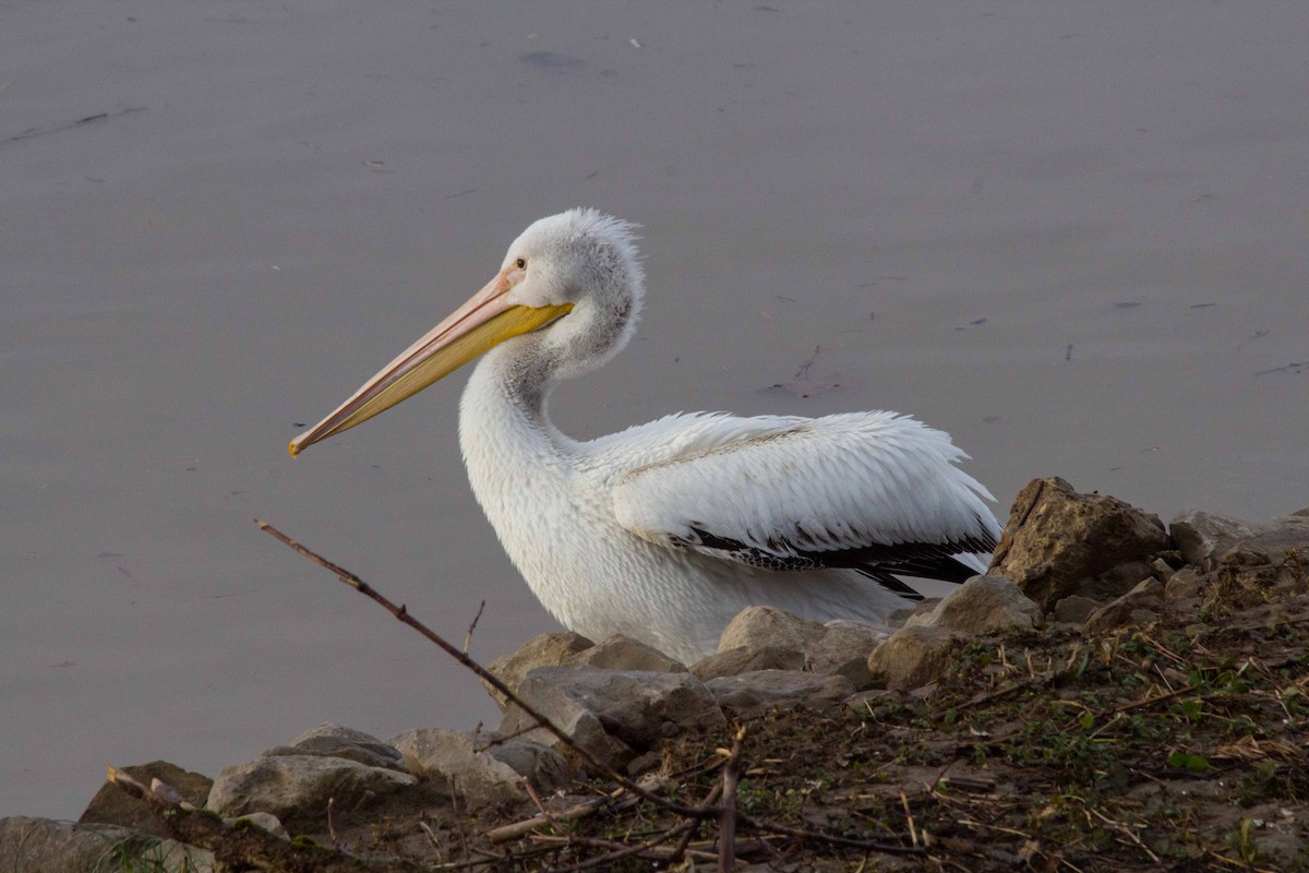 American White Pelican - ML140804591