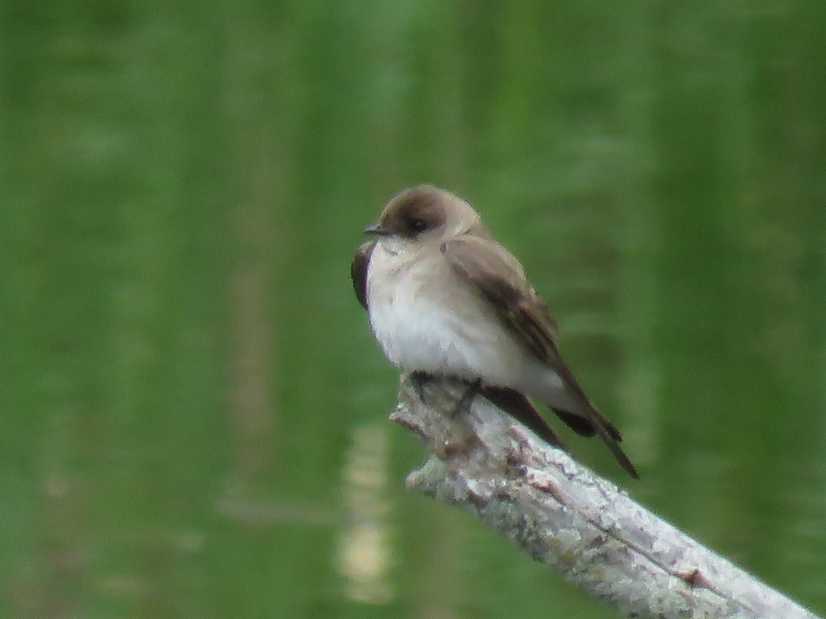 Northern Rough-winged Swallow - Michele Blanchard