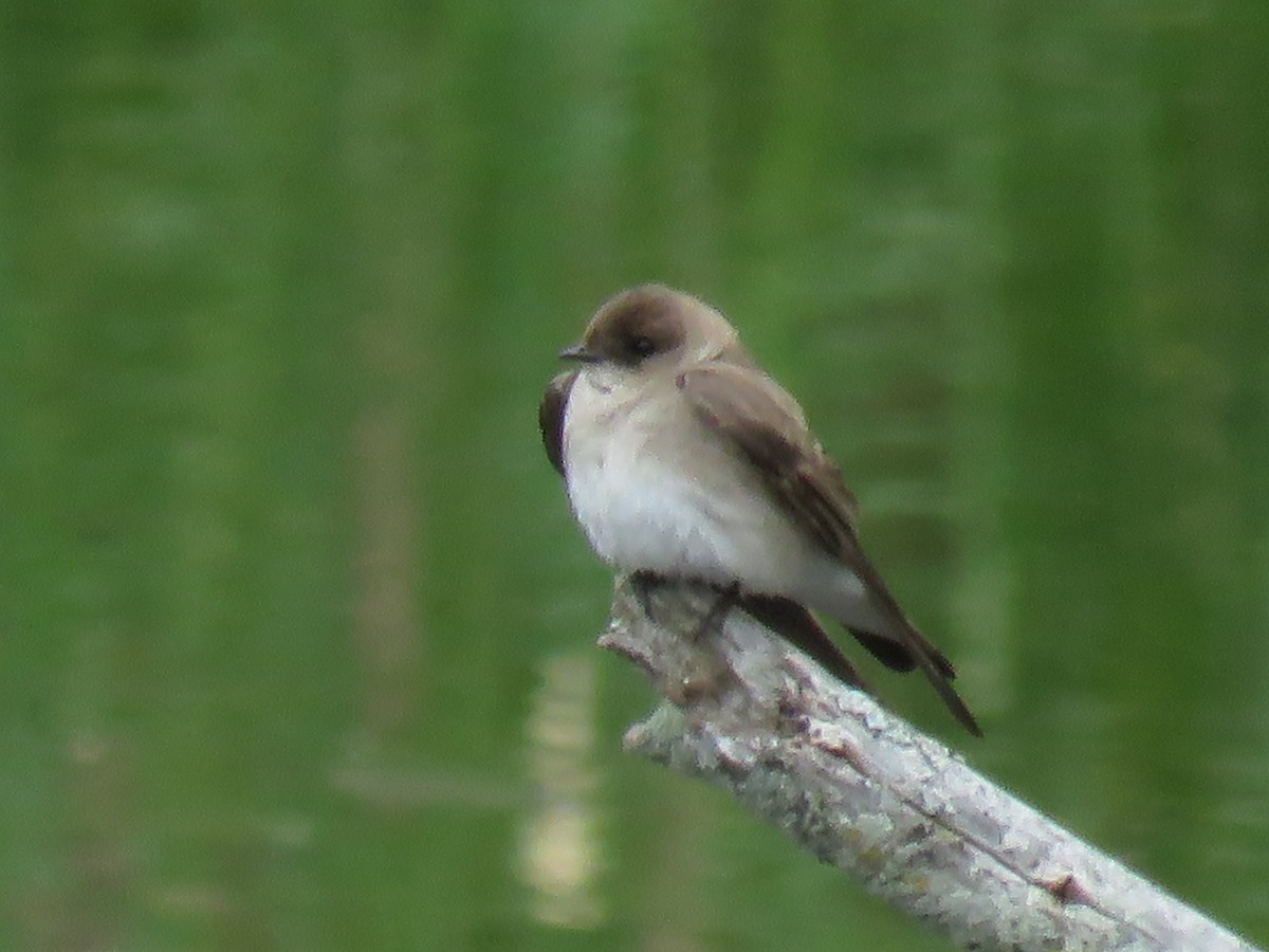 Hirondelle à ailes hérissées - ML140804761