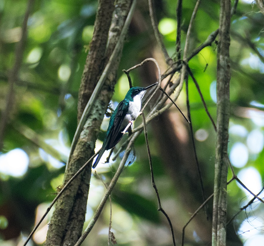 Black-eared Fairy - ML140805391