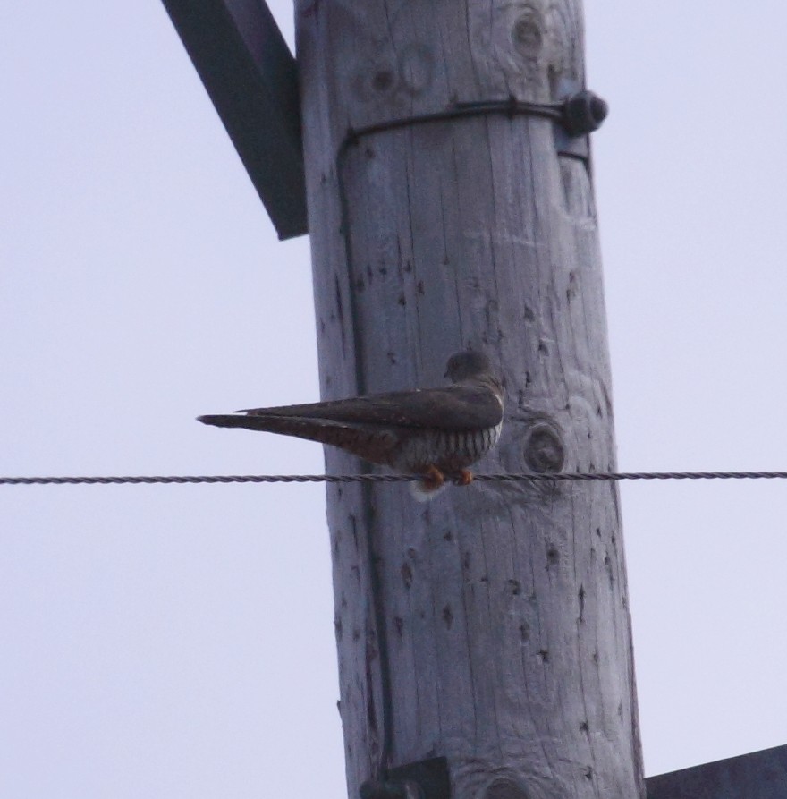 Common Cuckoo - ML140805401