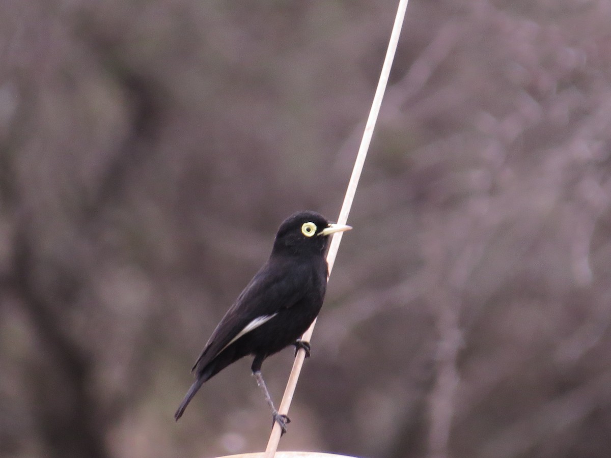Spectacled Tyrant - ML140805881