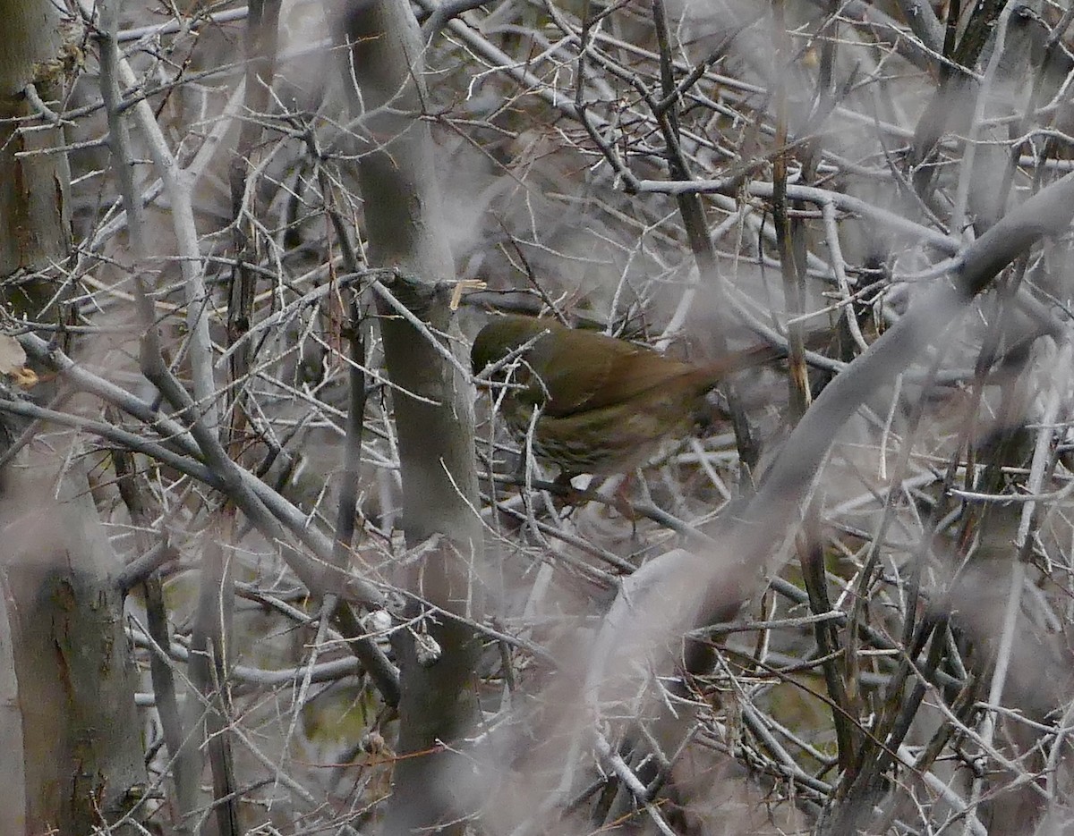 Fox Sparrow (Slate-colored) - ML140806001