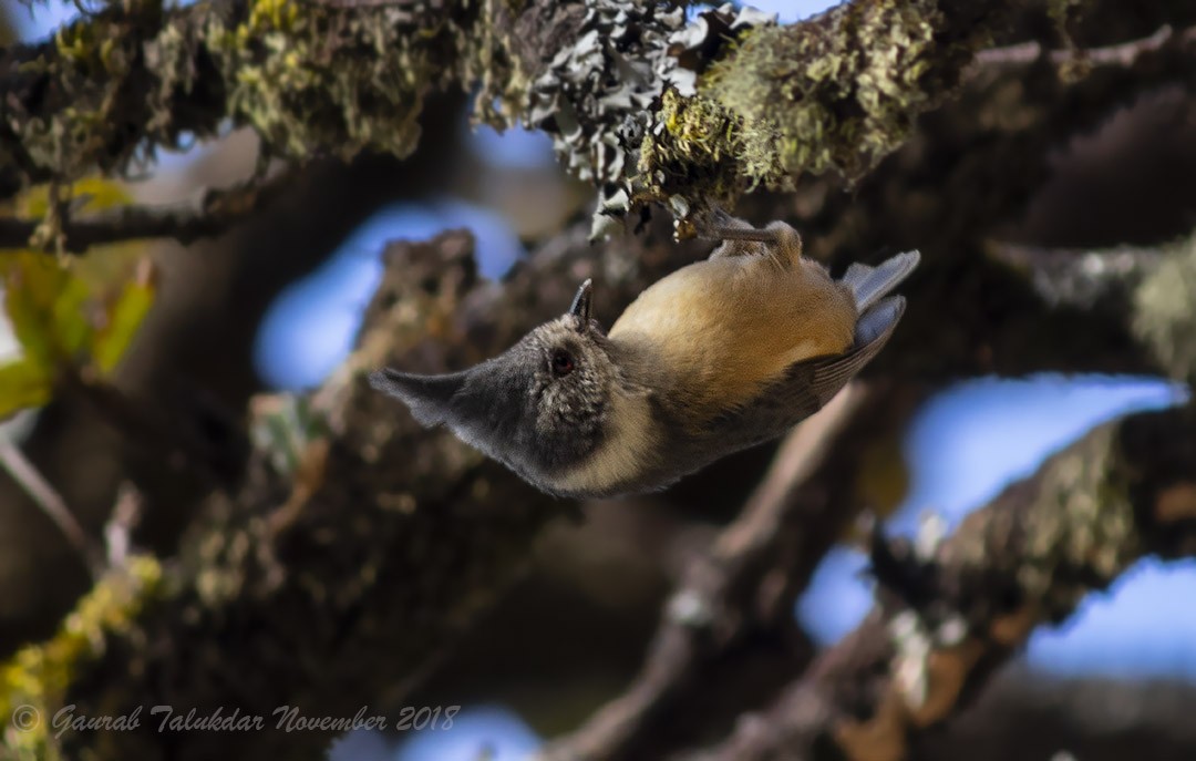 Gray-crested Tit - ML140806581