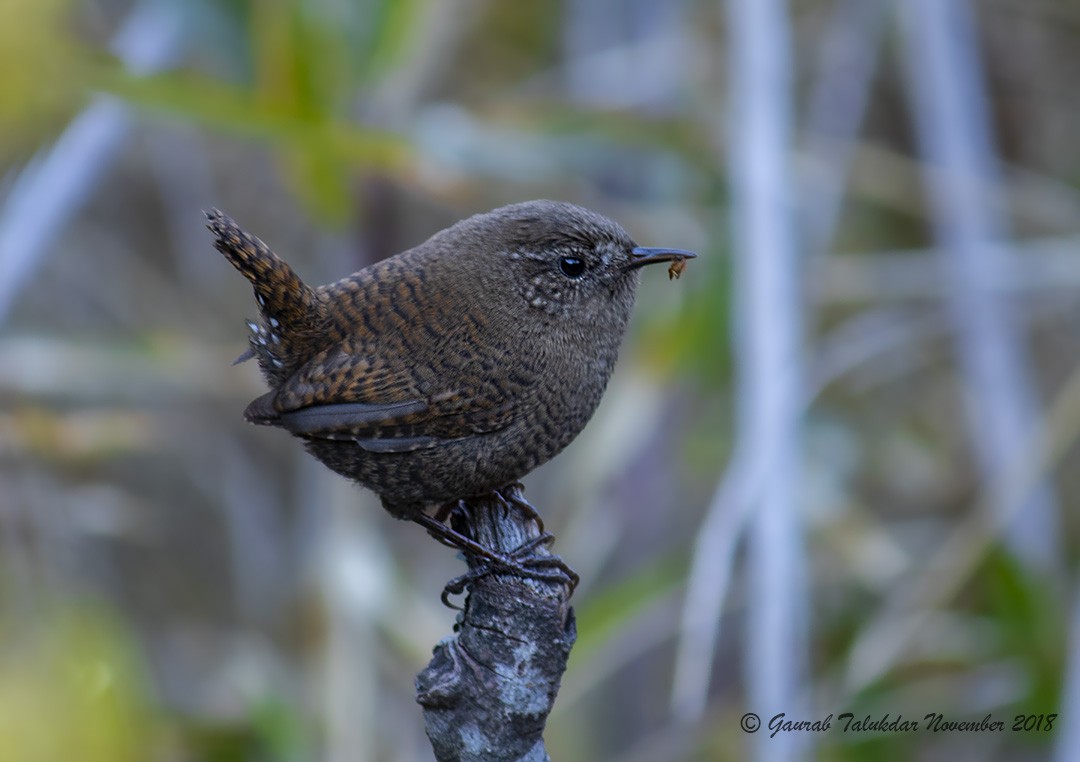 Eurasian Wren - ML140806831