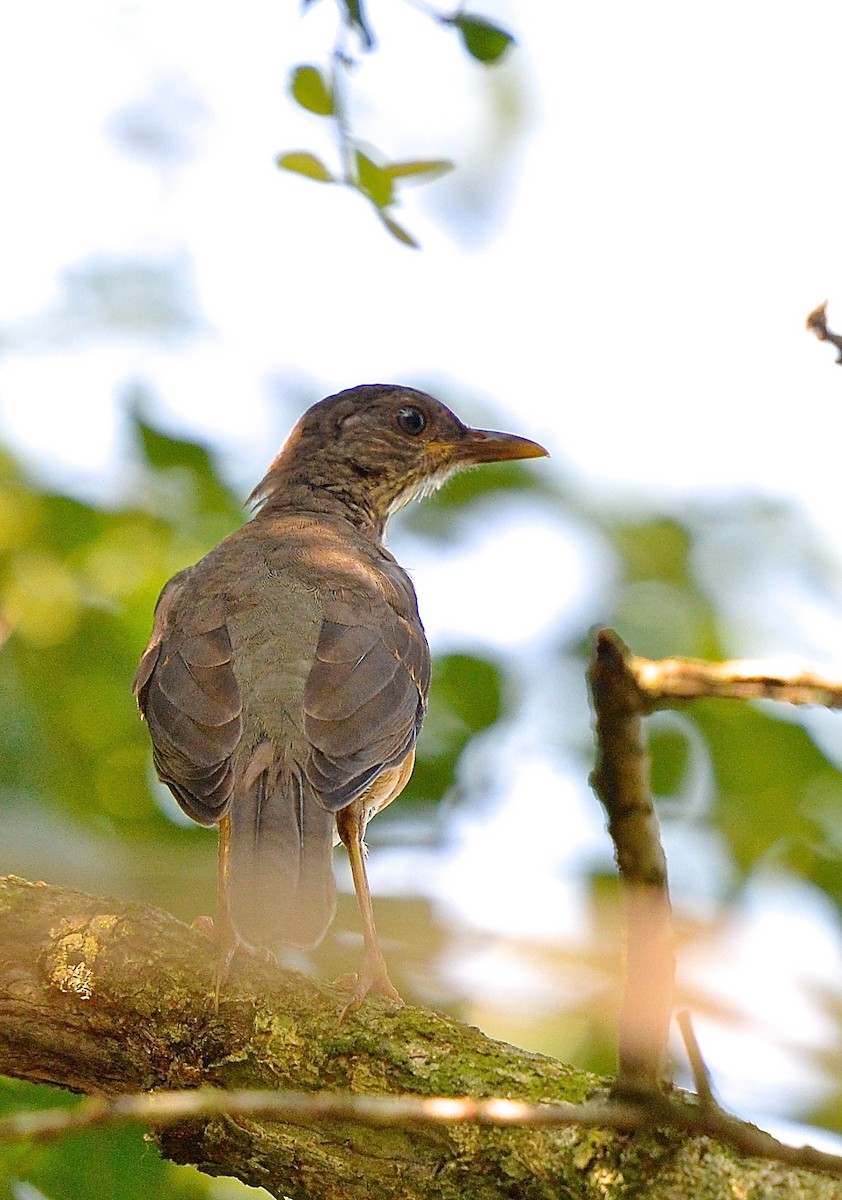 African Thrush - ML140807411