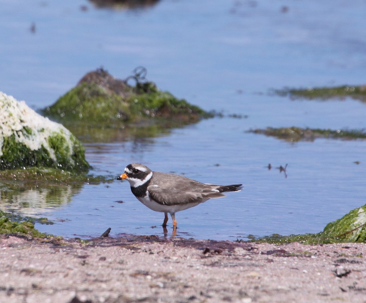 Common Ringed Plover - Andrew Steele