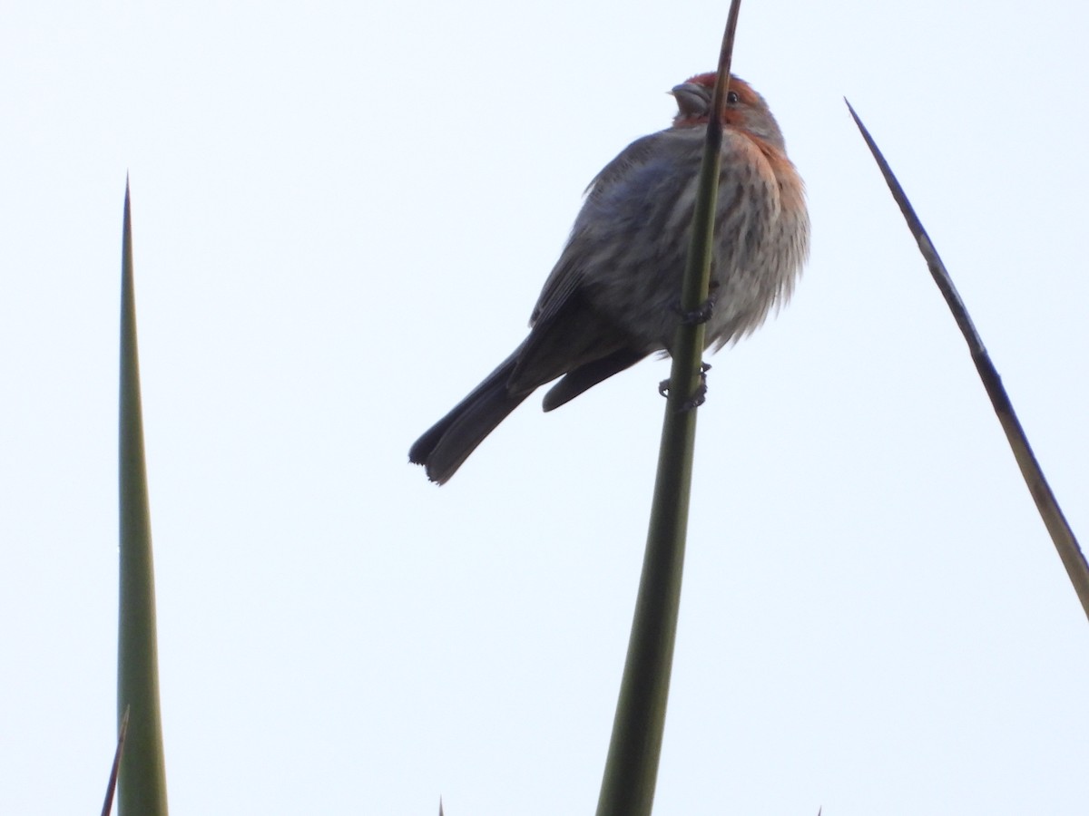 House Finch - ML140808831