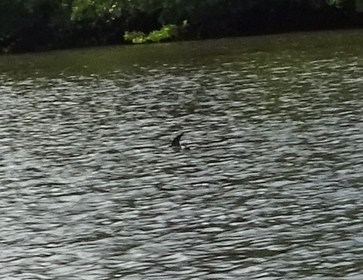 Mangrove Swallow - ML140811211