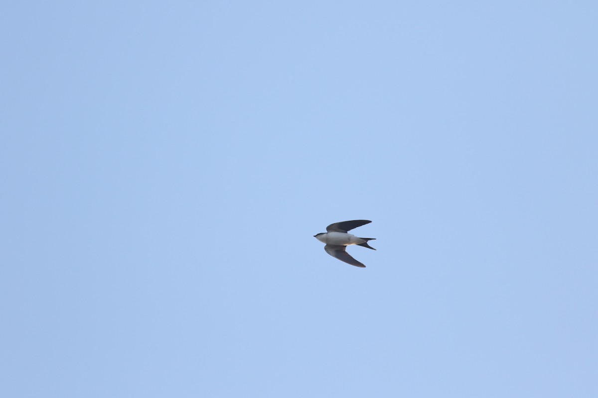 Bahama Swallow - ML140811471