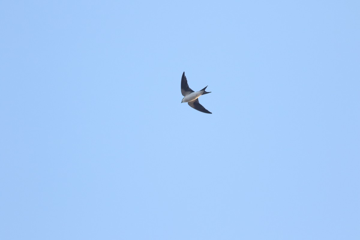 Bahama Swallow - ML140811481