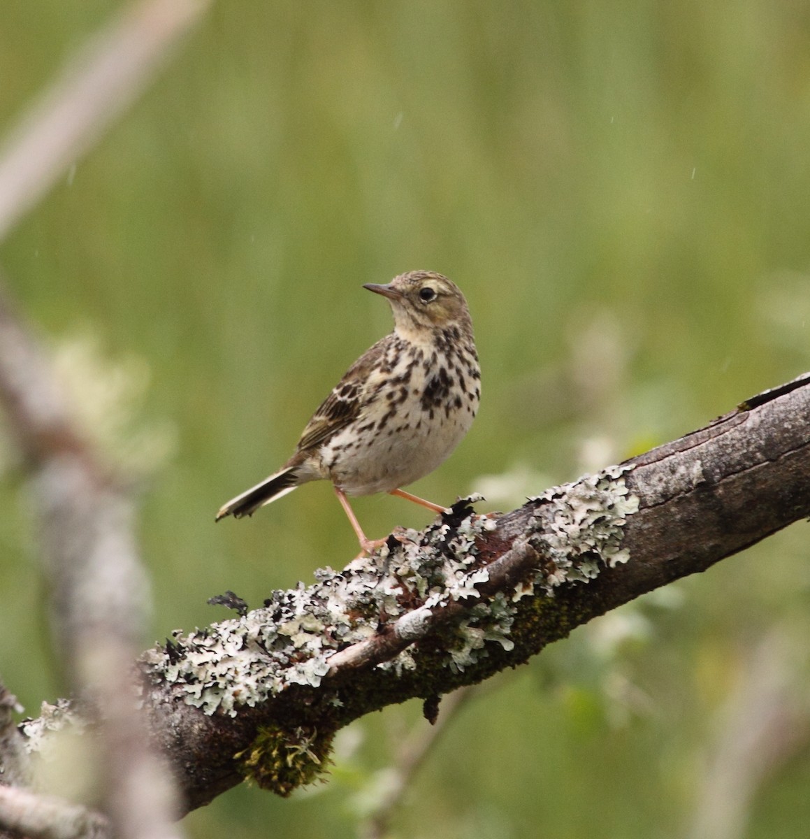 Meadow Pipit - ML140812561