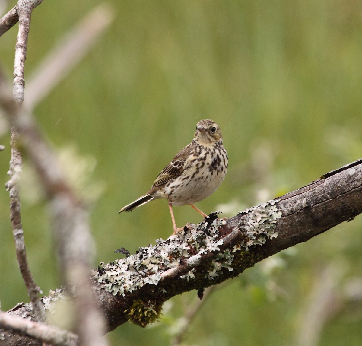 Meadow Pipit - ML140812571