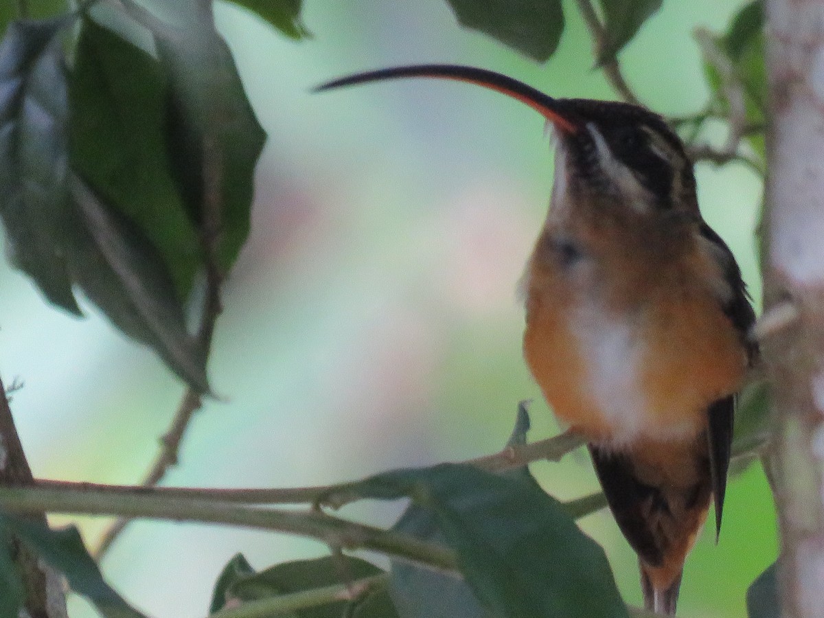 Tawny-bellied Hermit - Carrie Bowden