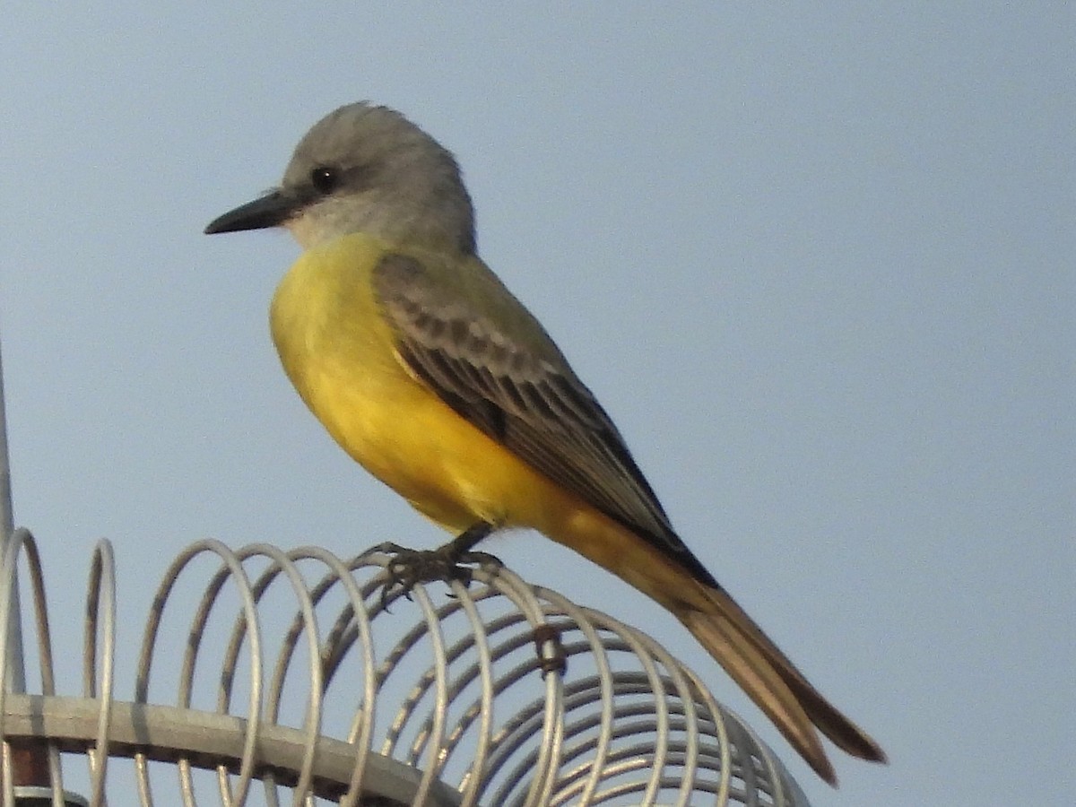 Tropical Kingbird - Gil Aburto-Avila