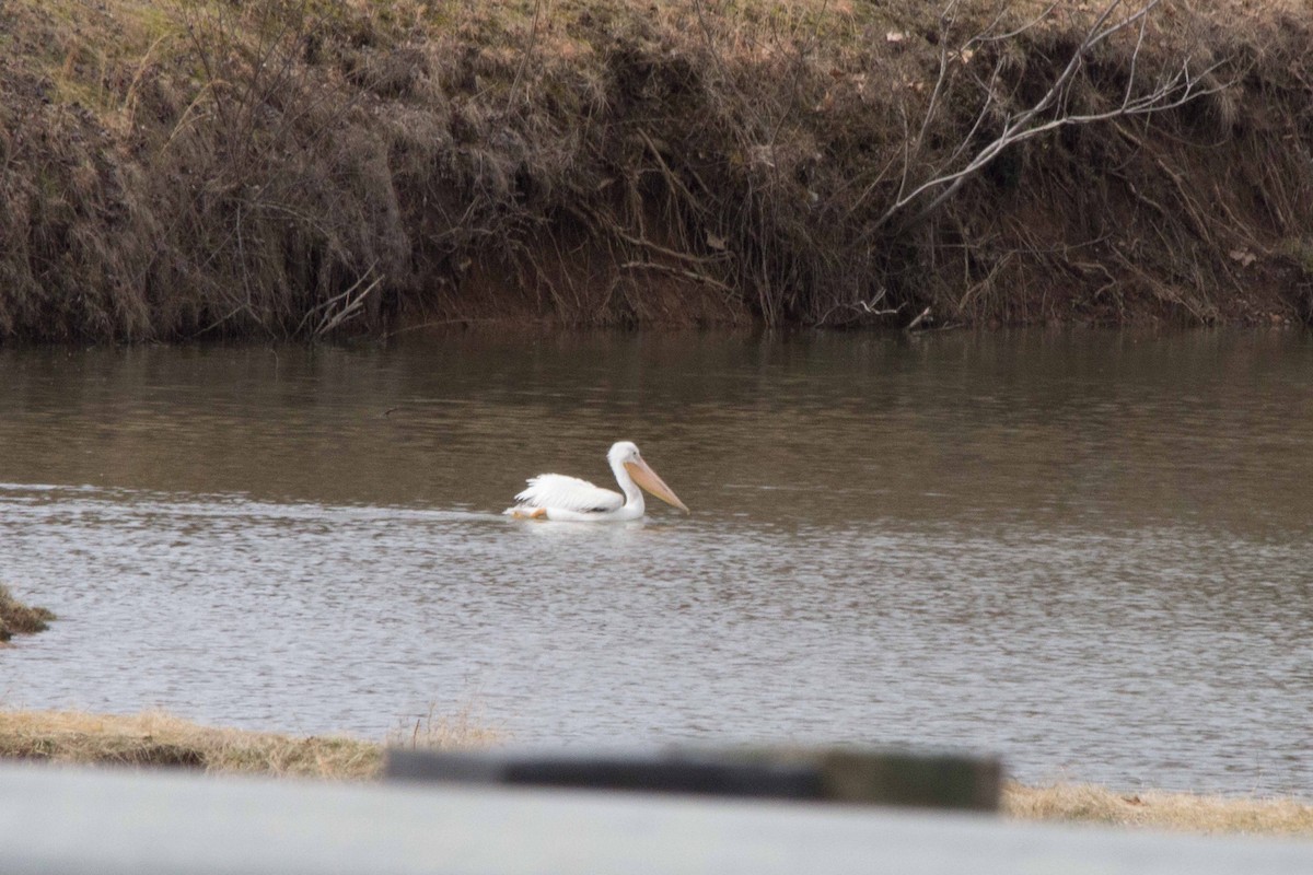 American White Pelican - ML140812781