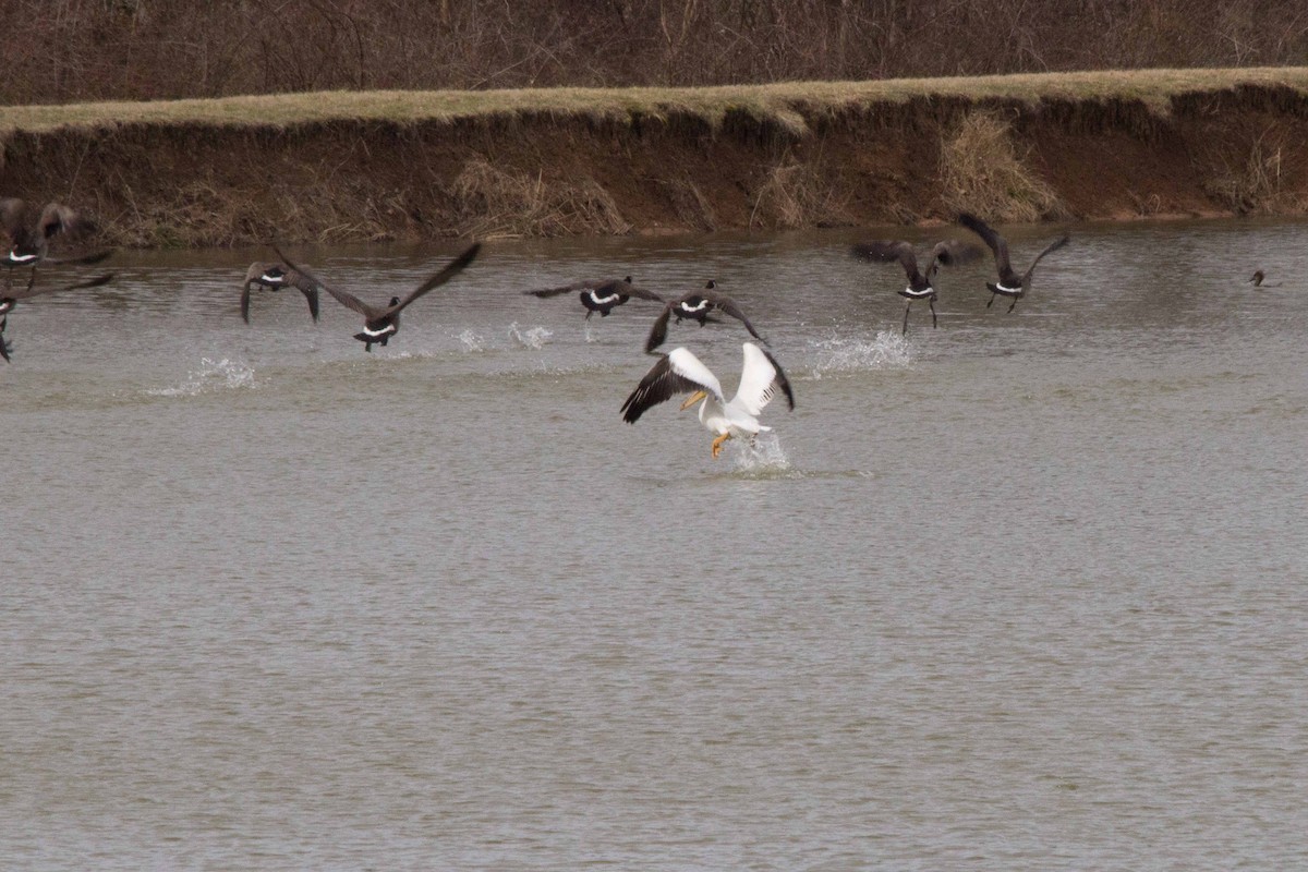 American White Pelican - ML140812801