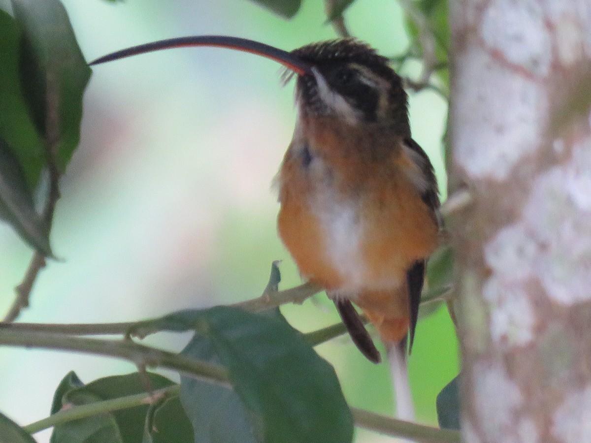 Tawny-bellied Hermit - Carrie Bowden