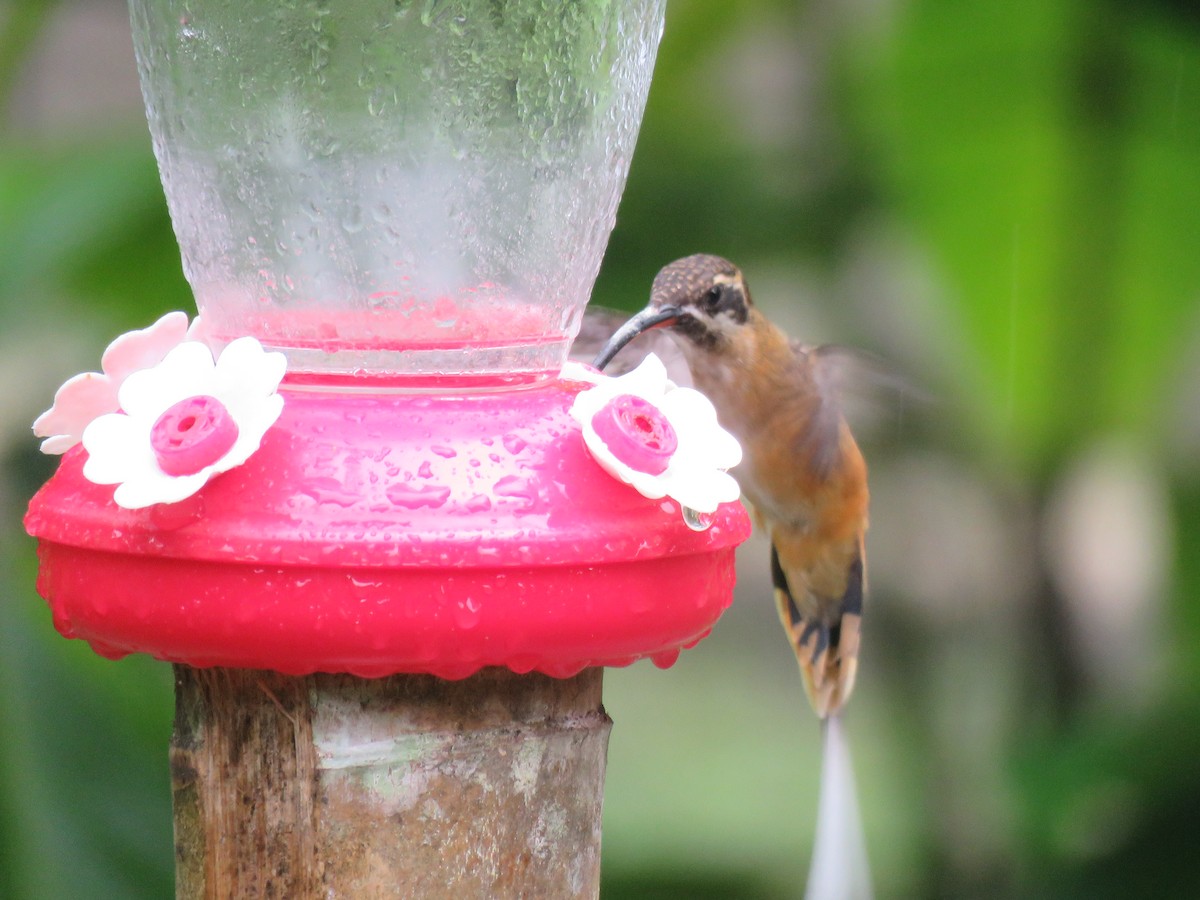 Tawny-bellied Hermit - Carrie Bowden