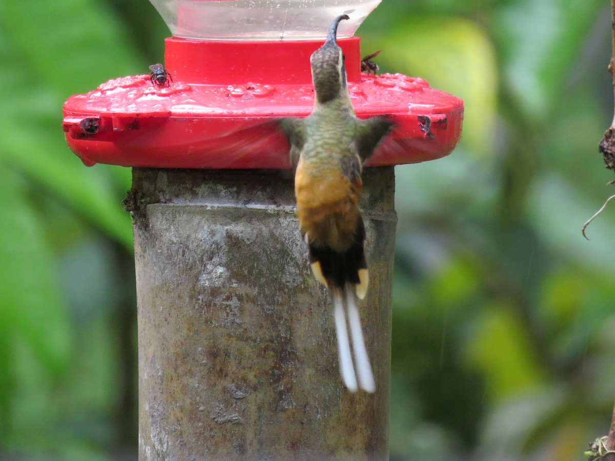 Ржавчатый колибри-отшельник - ML140813201