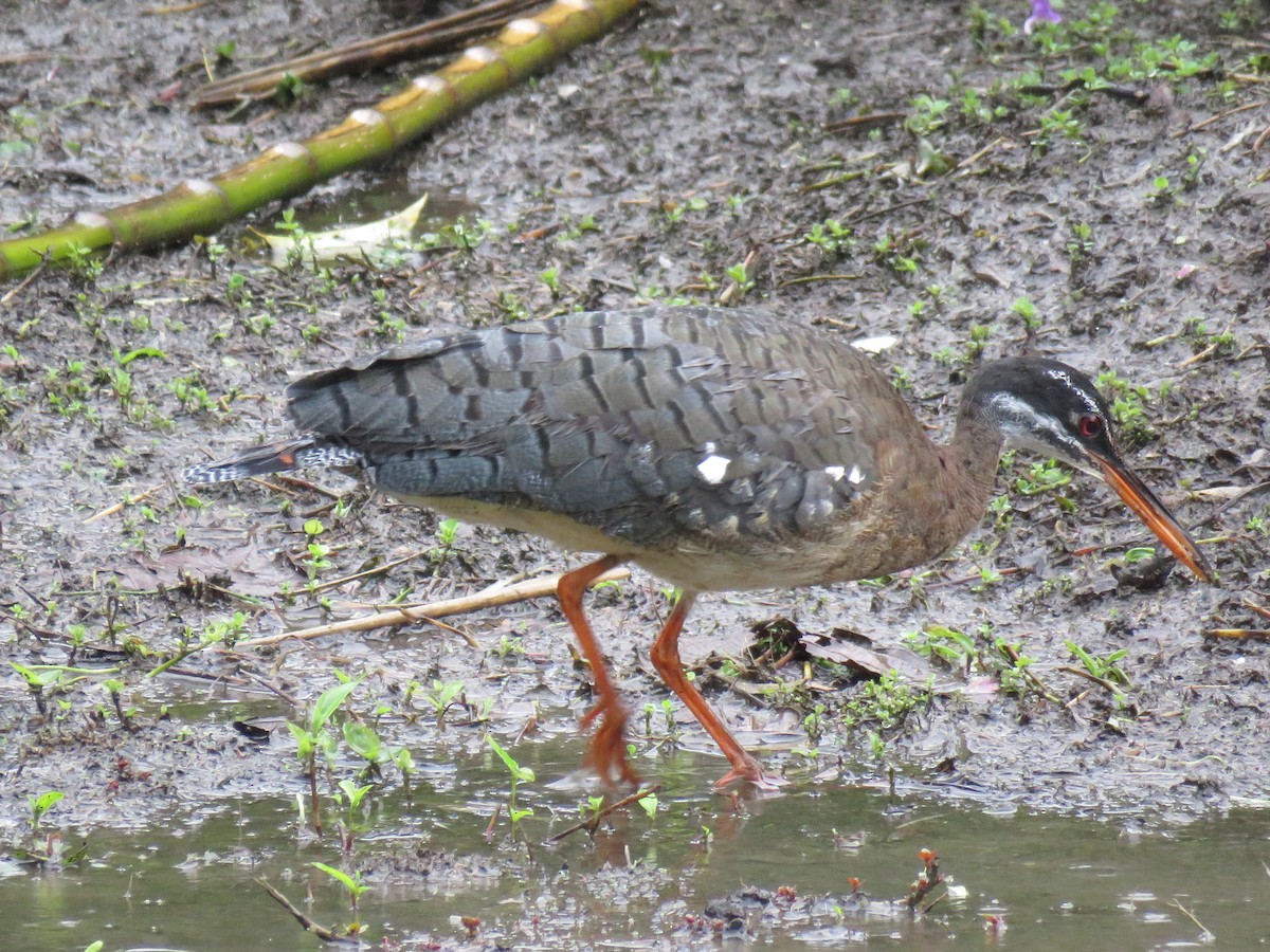 Sunbittern - ML140813241