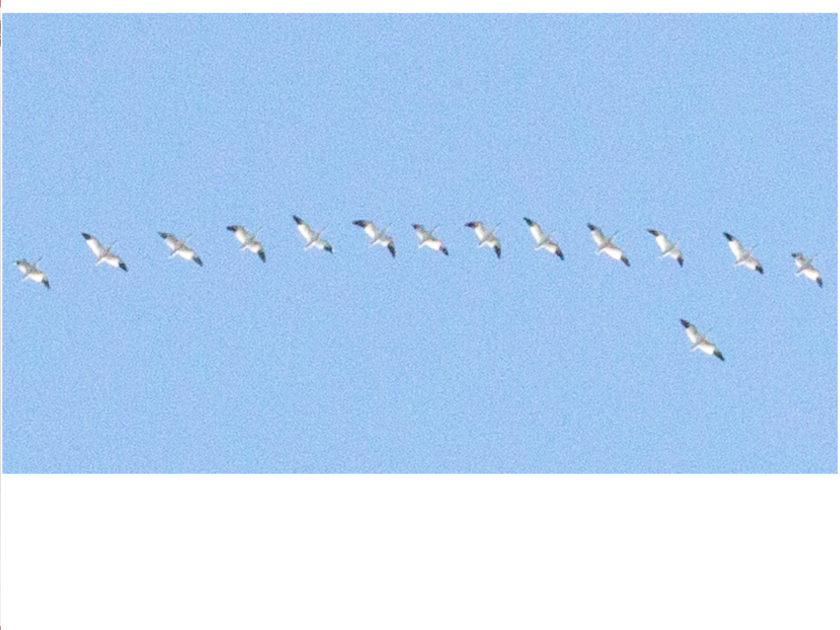 Snow Goose - ML140813791