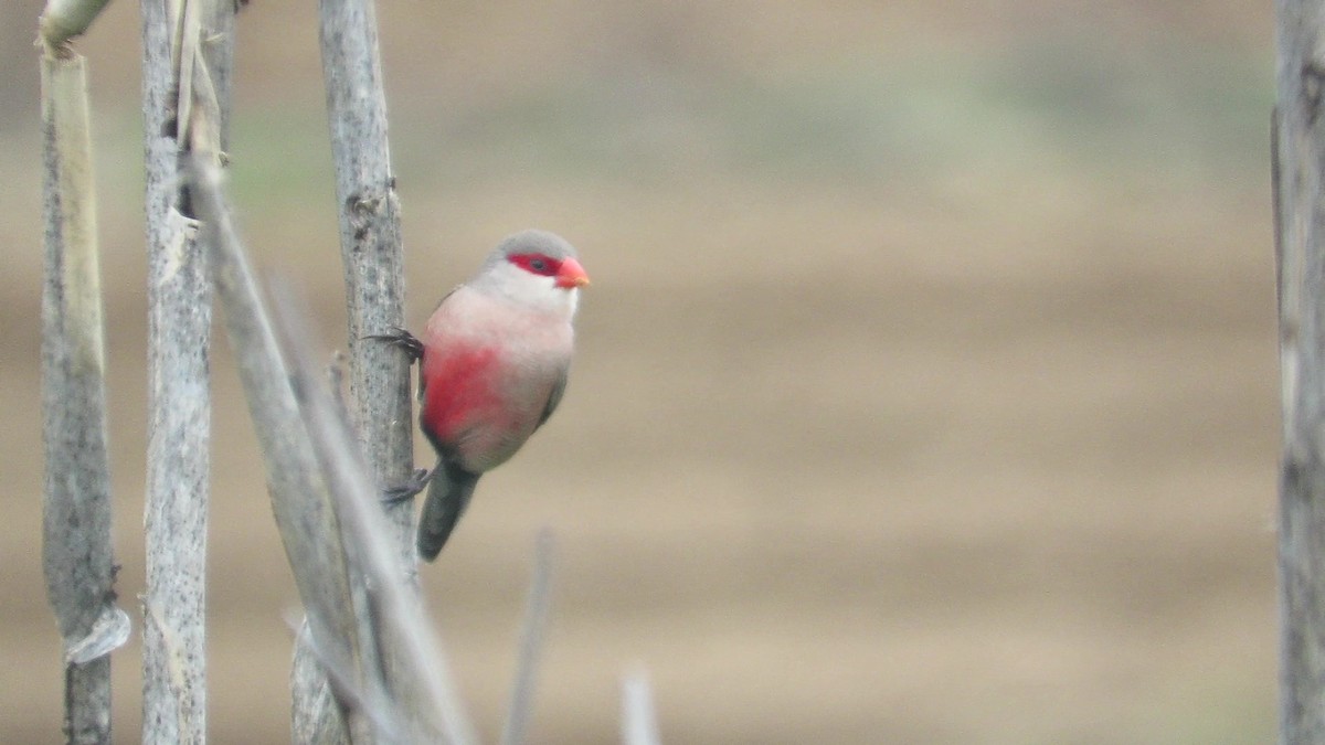 Estrilda mokogorria - ML140813951