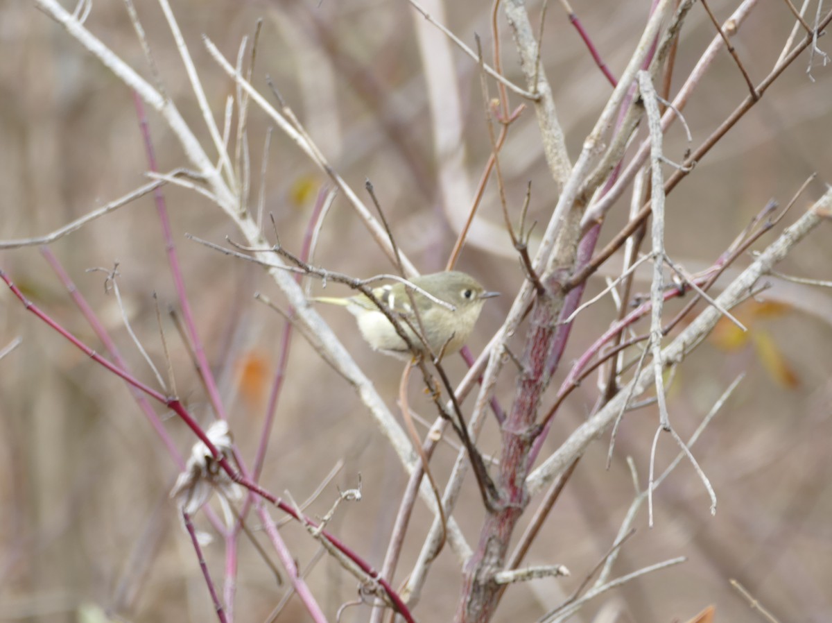 Ruby-crowned Kinglet - ML140817661