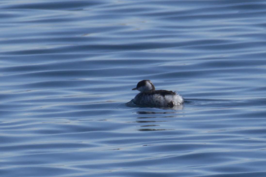 Horned Grebe - ML140819111