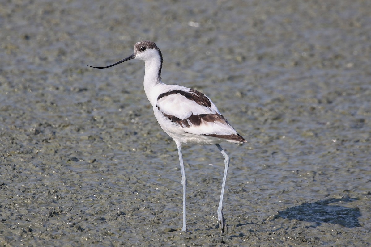 Pied Avocet - ML140819991