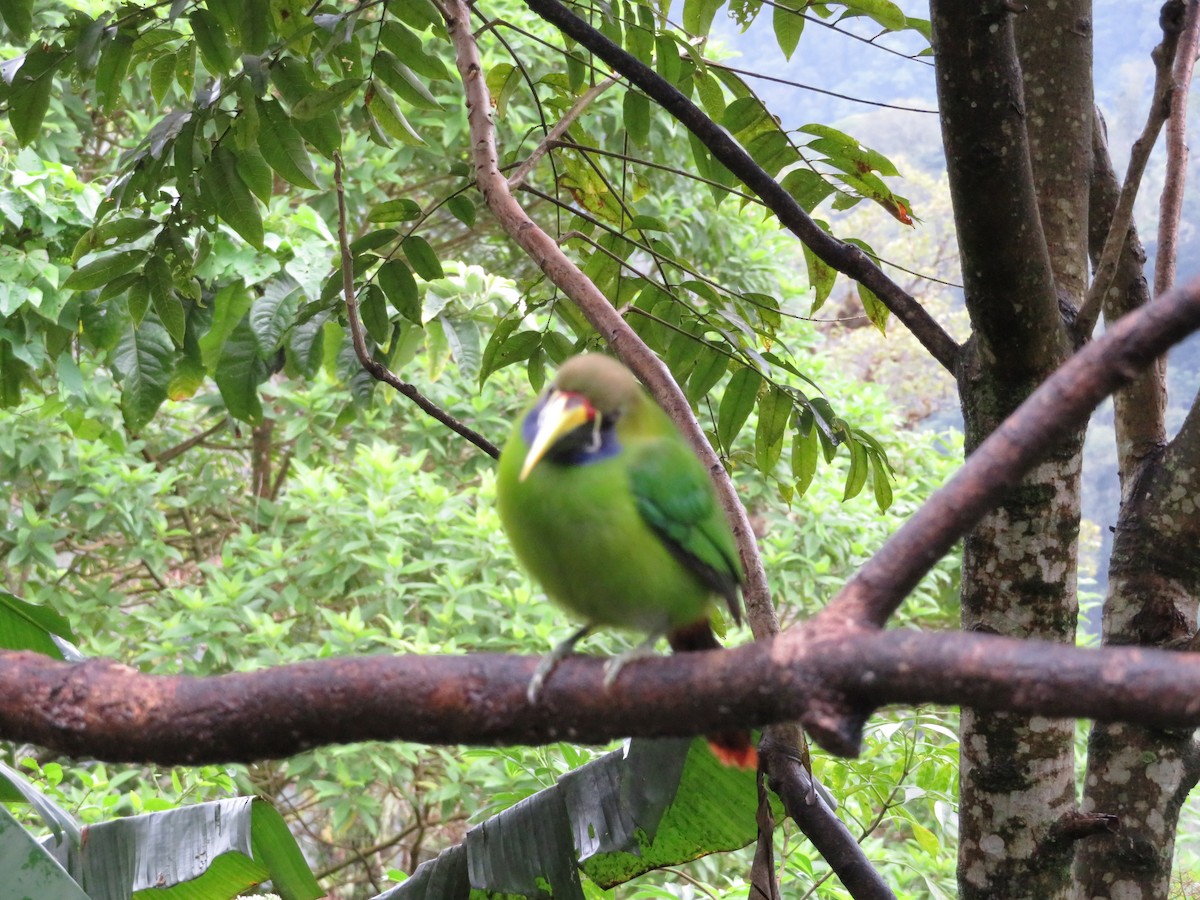 Northern Emerald-Toucanet - ML140821571