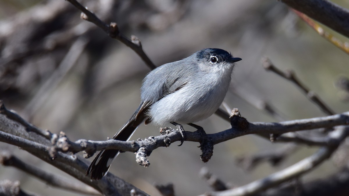 Black-tailed Gnatcatcher - ML140821651