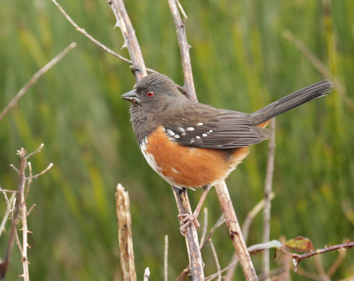 Spotted Towhee - Vicki Miller